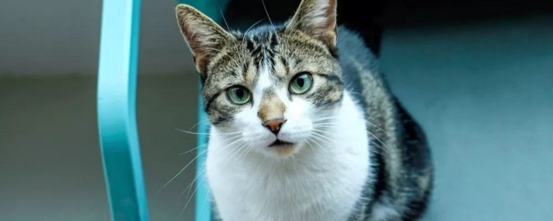 猫咪紧张害怕会发热吗