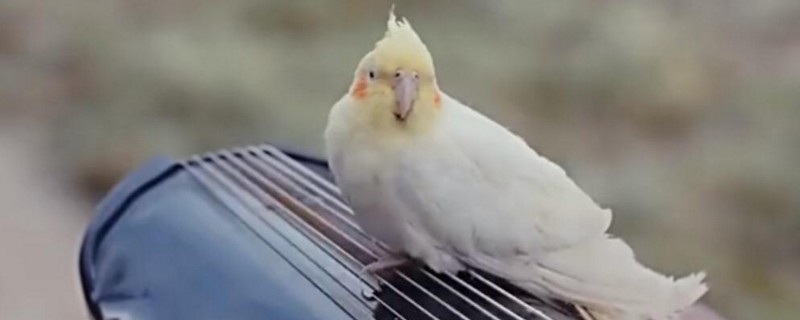 玄凤鹦鹉一年繁殖几次