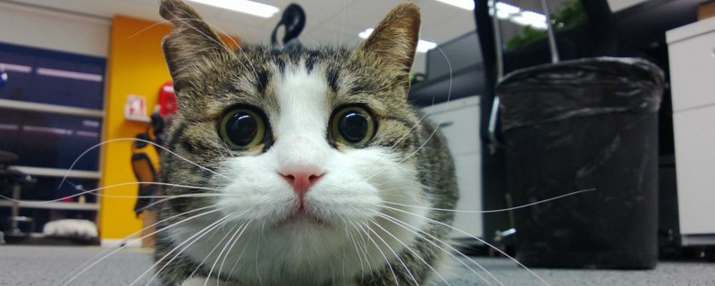 夏天猫咪吃的少
