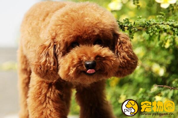 泰迪犬训练大小便的方法，泰迪很聪明学习起来非常快