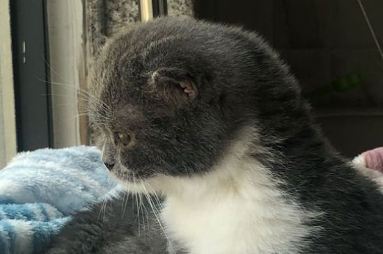 折耳猫一定会发病吗