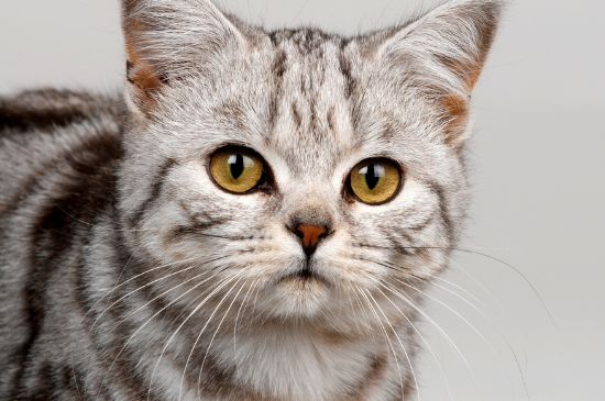 豆腐猫砂可以冲厕所吗