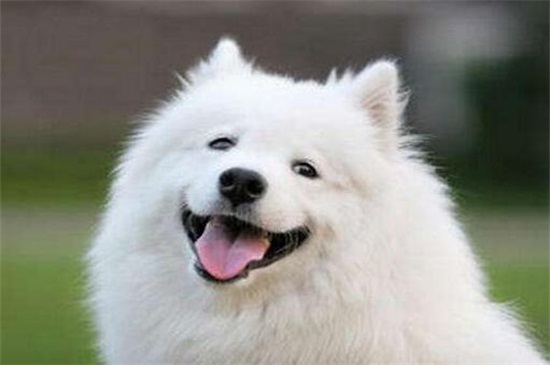 萨摩耶拆家吗