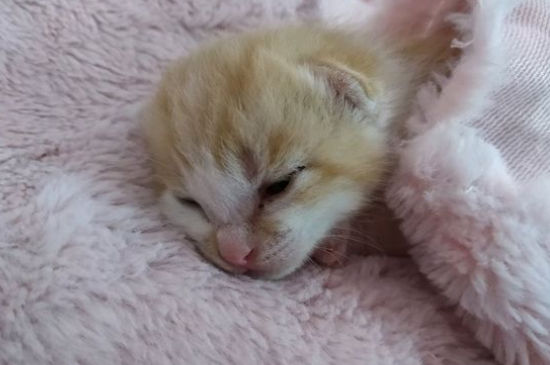 猫生产过程中怎么护理