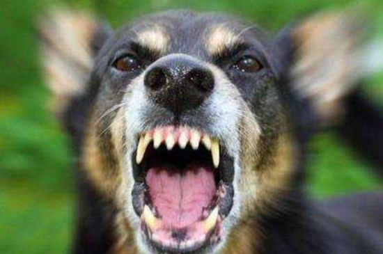 狗是怎么得狂犬病的，狗得狂犬病是由患病动物传染的