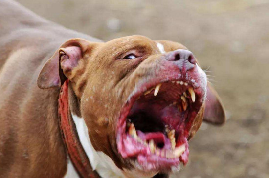 狗狗狂犬病症状