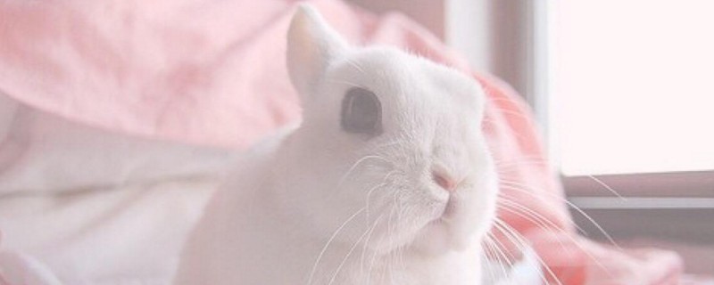如何让兔子不甩尿