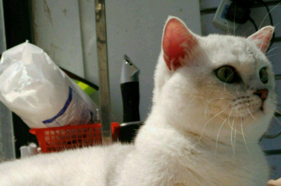 猫打架会把对方打死吗