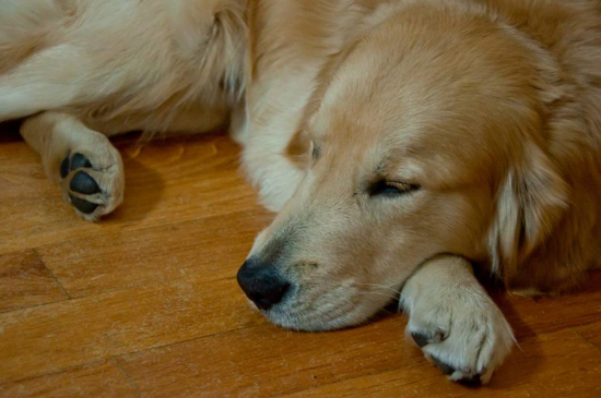 狗半夜惊恐狂叫