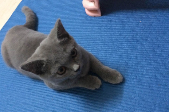 怎么让母猫黏人