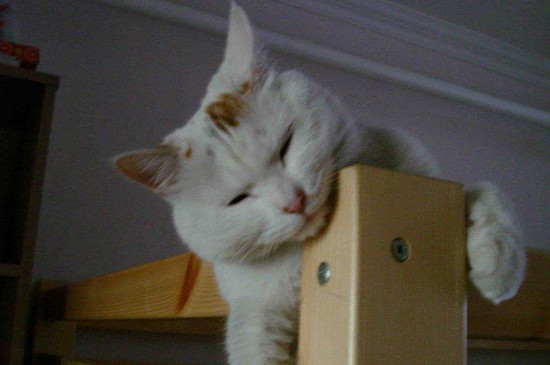 猫喝水吗