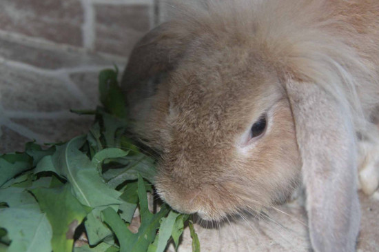 兔子假死状态