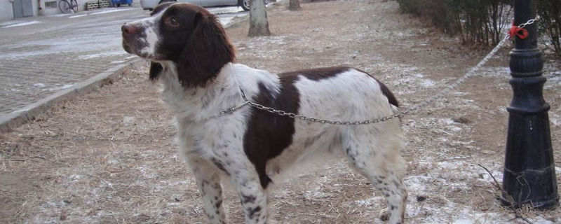 史宾格犬为什么要断尾