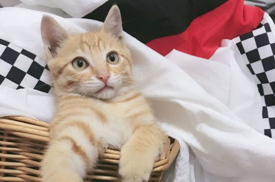 猫拉屎特别臭什么原因