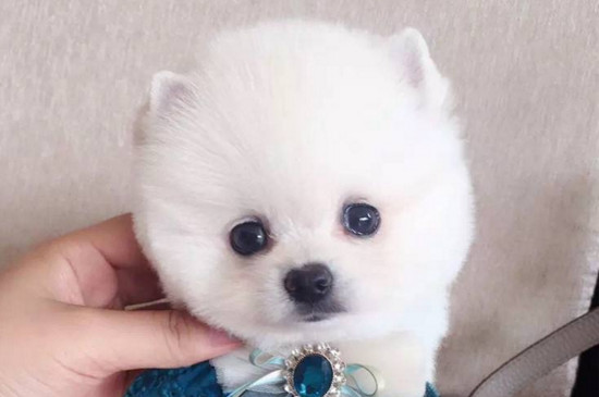博美幼犬感冒了怎么办，注意保暖及时喂药并尽早就医