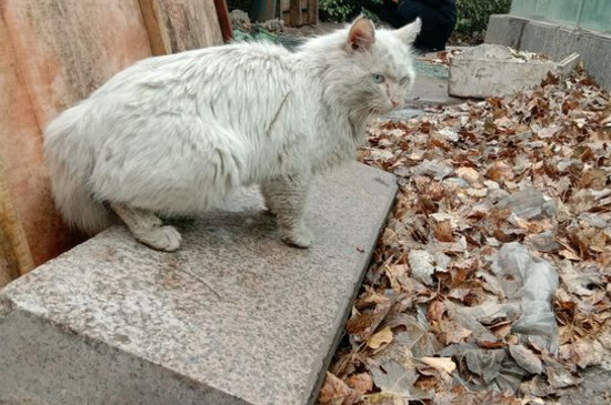 猫咪爪子烂了