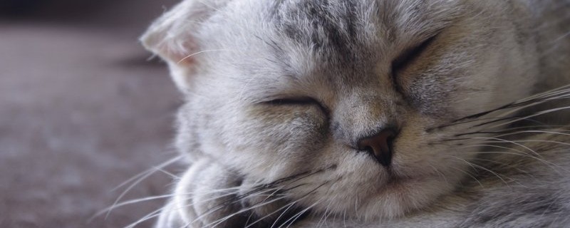 怎么看出折耳猫发病了