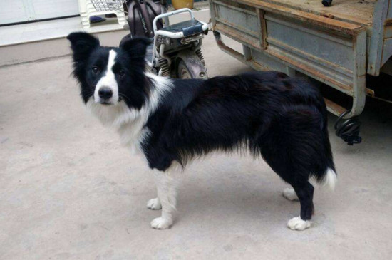 边牧幼犬泪痕严重