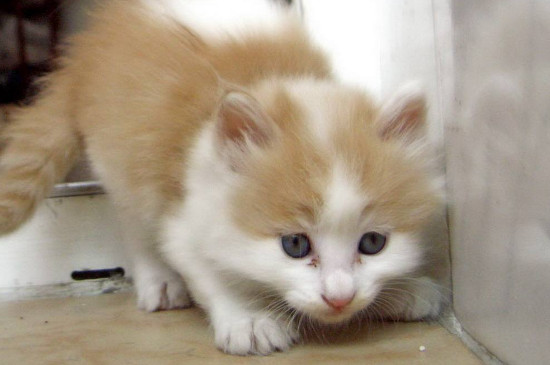 养2个月小猫攻略