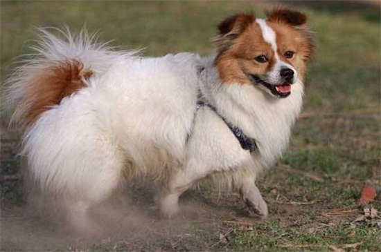 蝴蝶犬怎么养，4个方法手把手教你养好蝴蝶狗