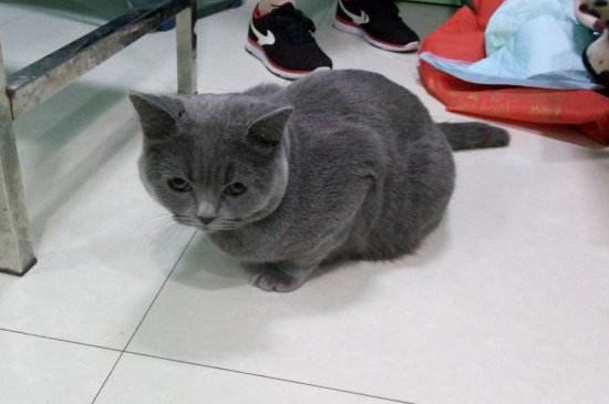 怎么才能和猫打好关系