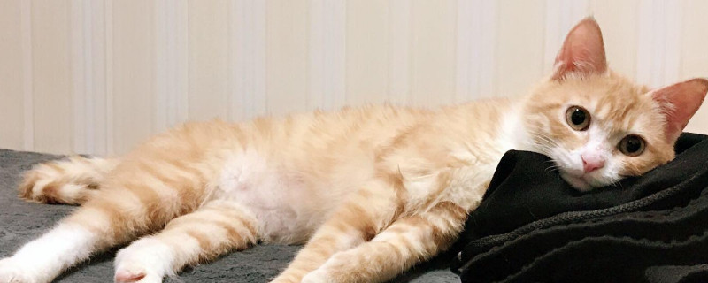 猫咪乱尿怎么教育
