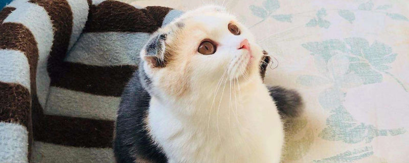 猫会自己去猫砂拉屎吗