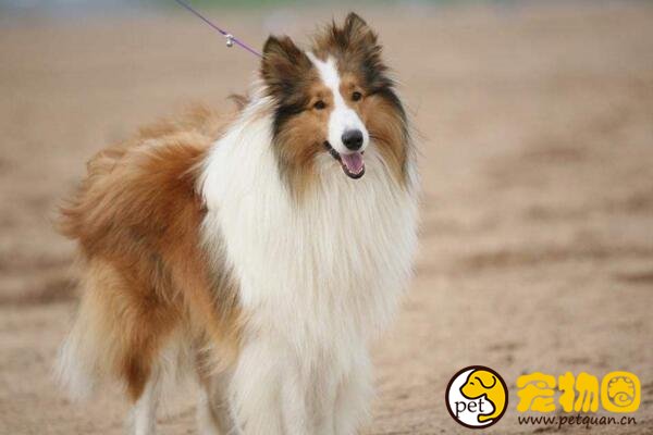喜乐蒂牧羊犬怎么养，和苏牧犬有什么区别