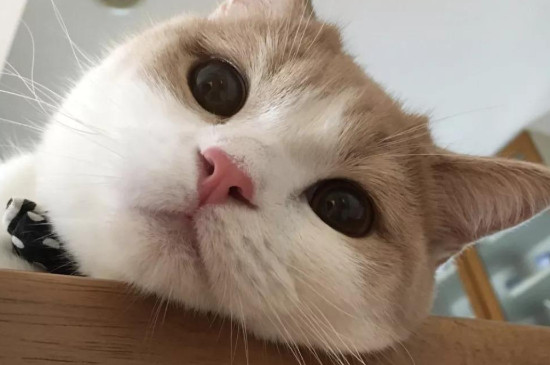 猫不喜欢主人的表现