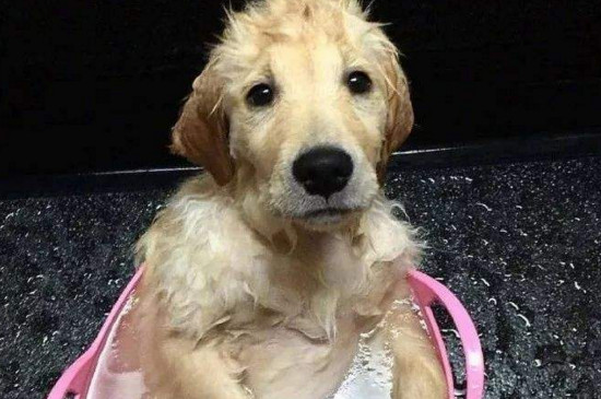 狗狗身上长红疙瘩怎么办