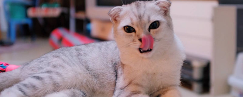 猫鼻子上面发黄