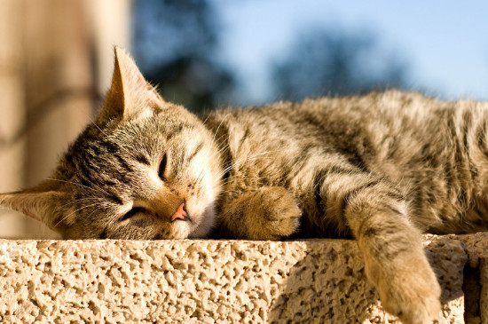 小猫猫藓初期症状