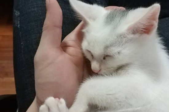 猫咪哀求的表现