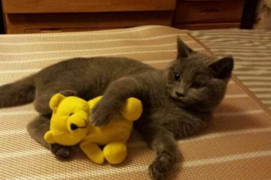 小猫冬天会冷吗