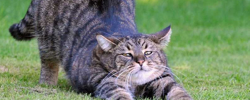 虎斑猫认主吗，虎斑猫多久认主人