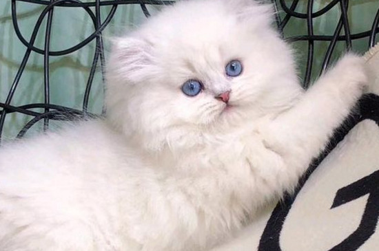 猫咪可以偶尔吃狗粮吗