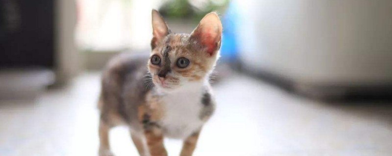 小猫不吃不喝没精神怎么回事