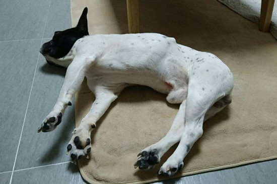 狗吃什么药能晕过去