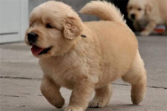 金毛幼犬怎么养