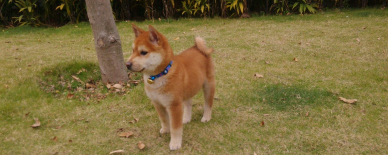 柴犬味道大吗