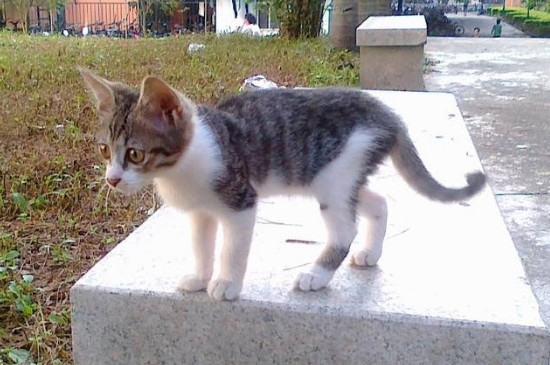 5元的小猫在哪买，购买小猫五元一只可能吗