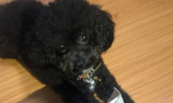 成犬粮和幼犬粮的区别，营养成分和消化难易程度不同