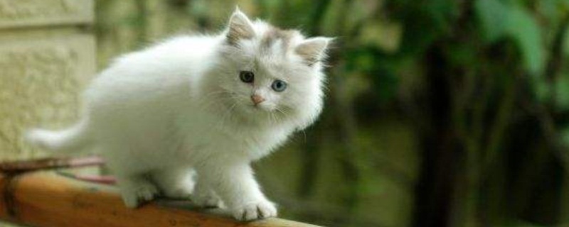 猫鼻支要死的征兆