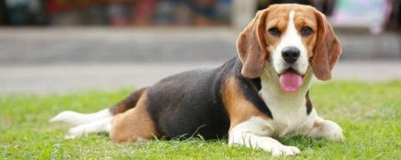 比格犬饲养注意事项