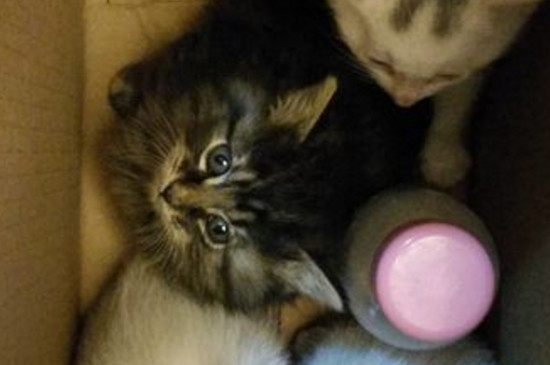 流浪猫生的小猫能养吗