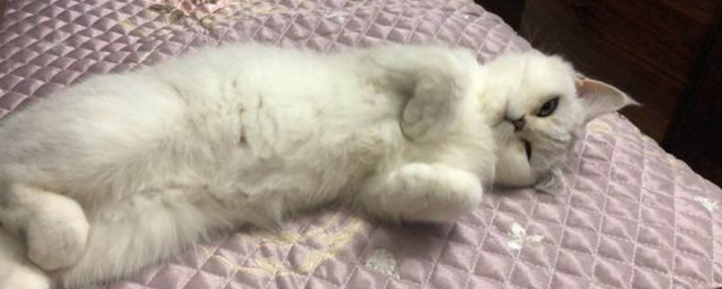 什么猫粮增肥