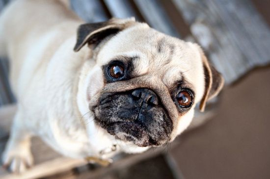 巴哥犬生气会咬主人吗，侵犯其领地或食物可能会应激咬人