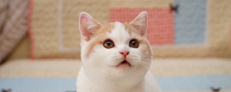 母猫几个月会发情