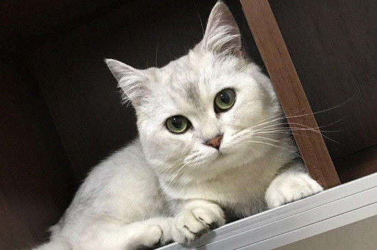 英短猫几个月可以生育