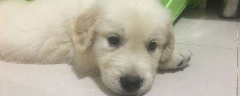 幼犬疫苗驱虫洗澡顺序